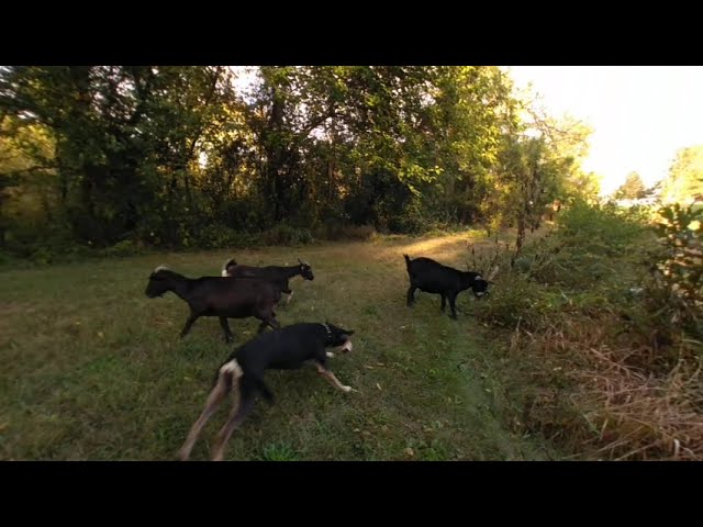 Start of our VR Nature walk. Lilly rounding up the goats