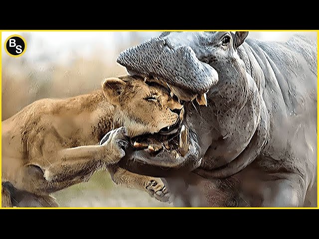 Lion vs. Hippo: 20 Epic Battles For Survival !! Who Win?