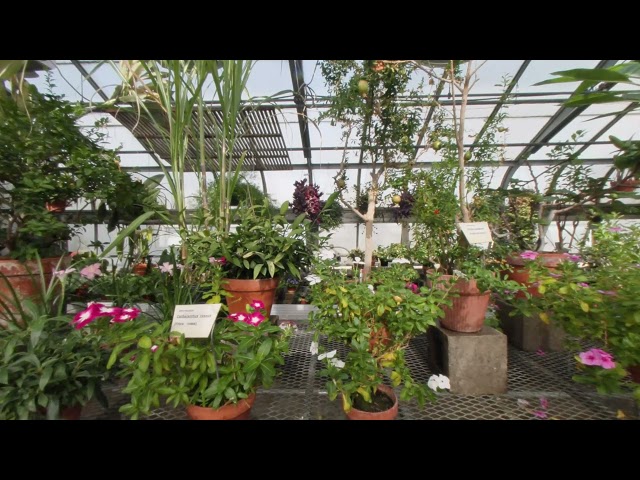 IU Green House Tour (VR180)