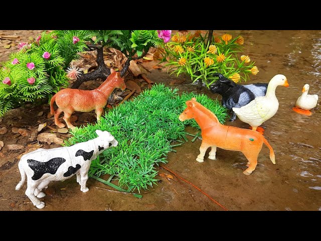 mini tractor, animal video, horse video, dog, amba, bommalu, Cow video, cattle | Nov 21, 20247:41 AM