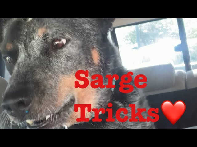 Sarge the Blue Heeler : Could be another Skidboot 😆