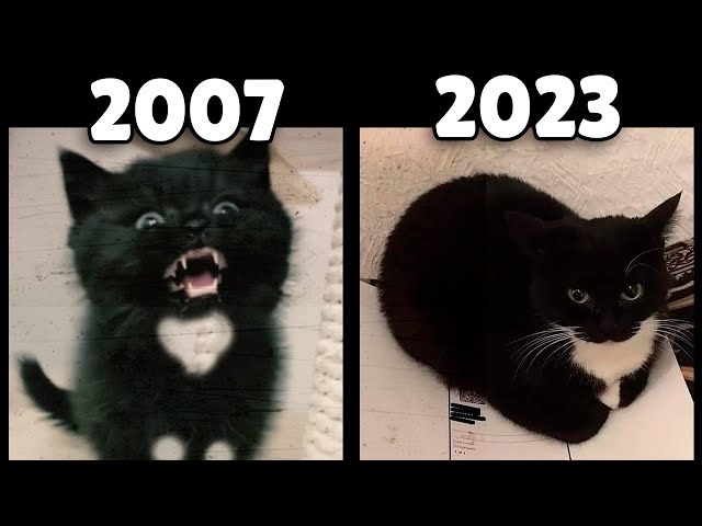 evolution of Maxwell the Cat