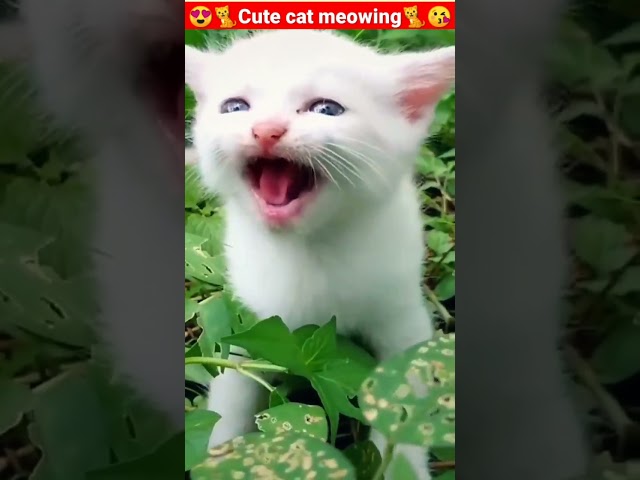 Cat Meowing🌹🐈🐈🌹|Cat Sound| Cute Cat Videos #shorts #cat #cats #dog #puppy #catlover #catfunnyshorts