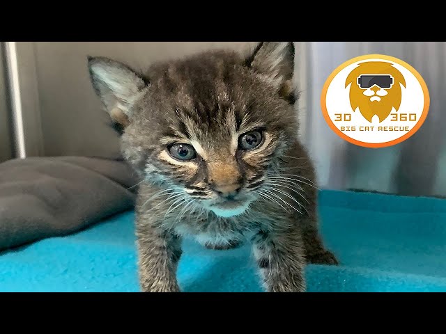 Race To Save a Kittens Life In 3D 180VR