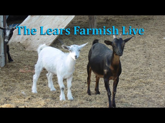 The Lears Farmish Female Goats