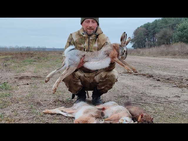 MY DAY! HARE HUNT. All the animals are coming at me