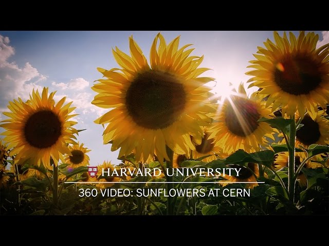 360 video: A field of sunflowers outside CERN