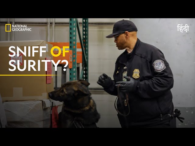 Sniff of Certainty? | To Catch a Smuggler | हिन्दी | Full Episode | S1 - E8 | National Geographic