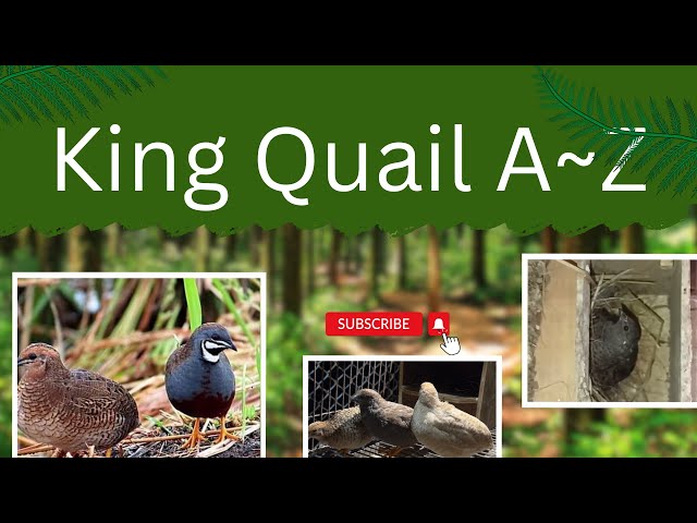 কিং কোয়েল এ টু জেড । King Quail A to Z | #pets #youtube