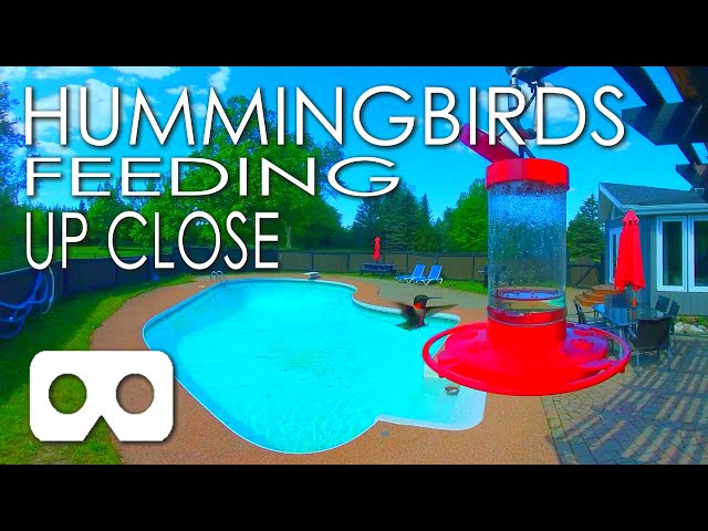 Hummingbird Feeding Up Close: A Short VR180 Video