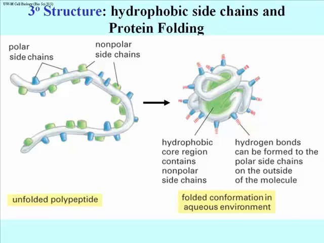 134 Protein Tertiary Structure