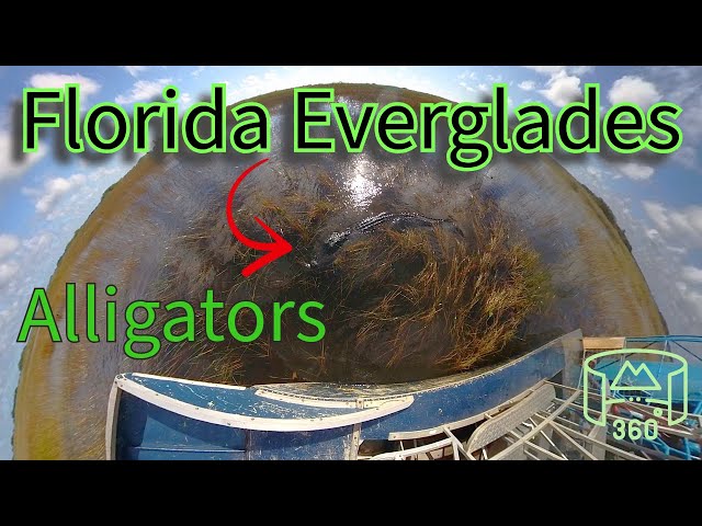 Alligators 🐊 in the Florida Everglades in 360 video