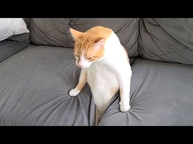 Funny Cats Compilation (Most Popular) Part 3