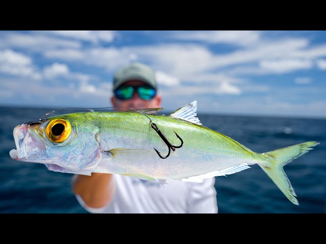 Most EXPENSIVE Deep Sea Bait...Catch Clean Cook (Mahi Mahi)