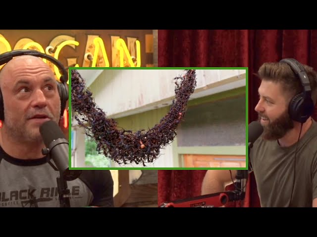 Joe Rogan: ANTS Are So SMART! Ants Create Bridge Using THEMSELVES