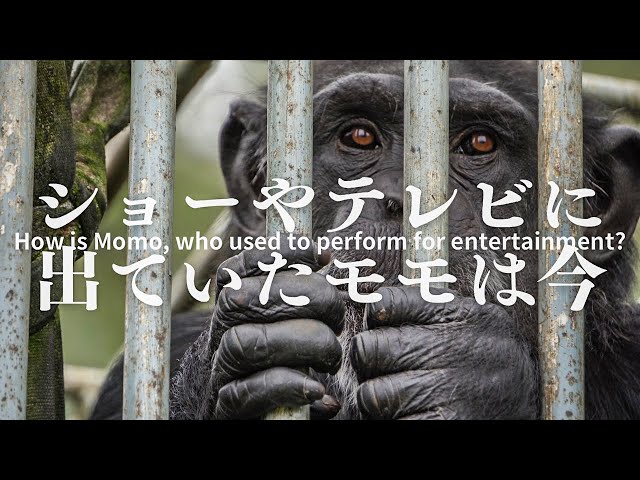 Living environment of Chimpanzees at Tohoku Safari Park - Part 1｜チンパンジーの飼育環境①ウメゾウ・トキコ・モモ｜東北サファリパーク