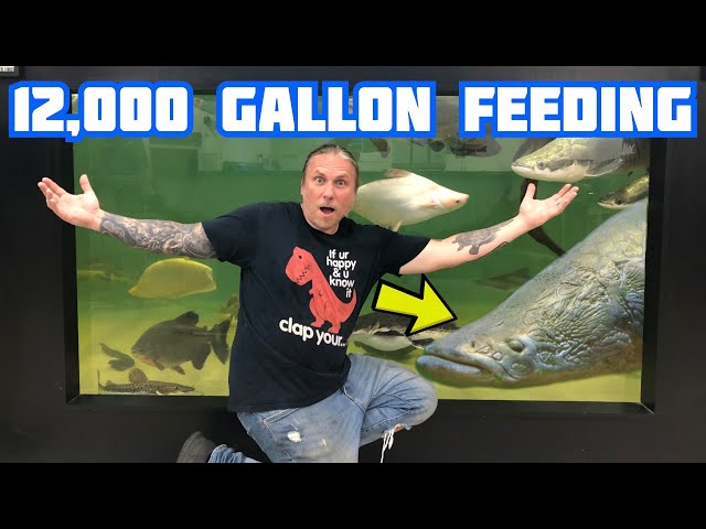 FEEDING A HUGE ARAPAIMA IN A 12,000 GALLON AQUARIUM!! | BRIAN BARCZYK