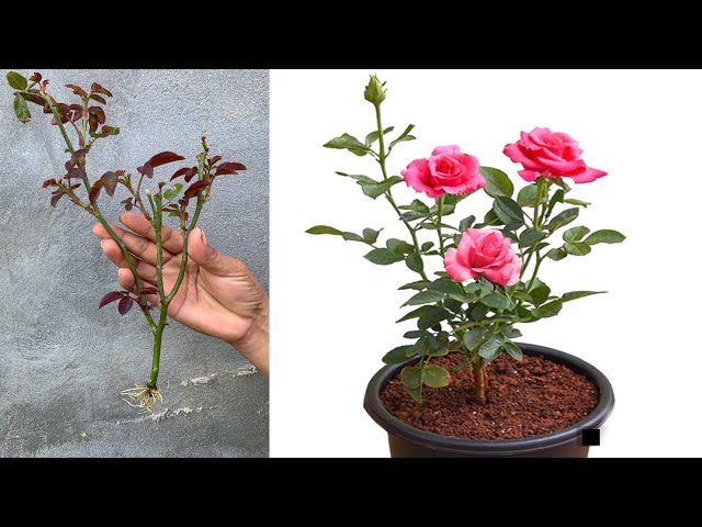 How to propagate roses easily | Grow rose from cutting.