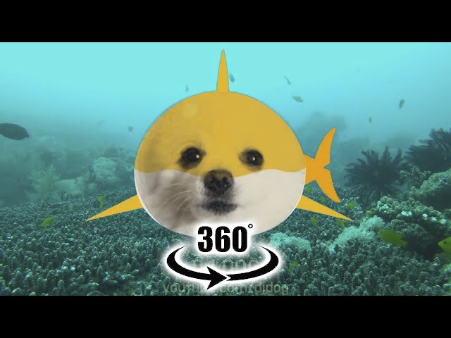 아기상어 상어가족 강아지 리믹스_ Dj Dog 360