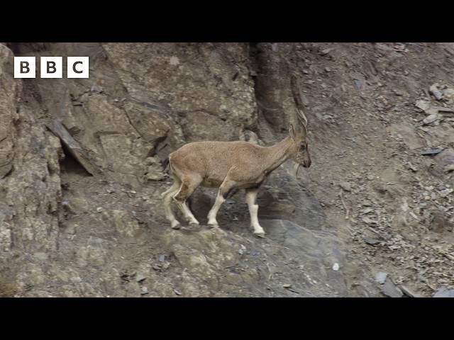 Markhor mountain goats battle on a cliff edge 😱 - BBC