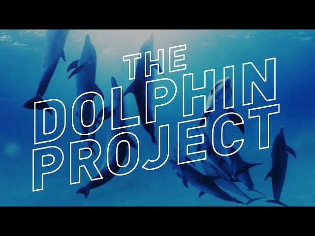 Swimming With Wild Dolphins in 360° Virtual Reality — The Dolphin Project