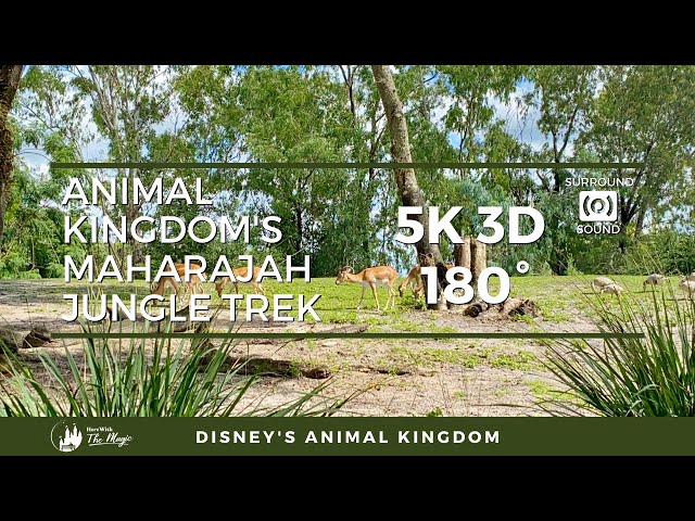 Animal Kingdom Maharajah Jungle Trek (5K 3D 180° VR)