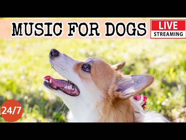 [LIVE] Dog Music🎵 Relaxing Sounds for Dogs with Anxiety🐶 Separation anxiety relief music💖Dog Calm