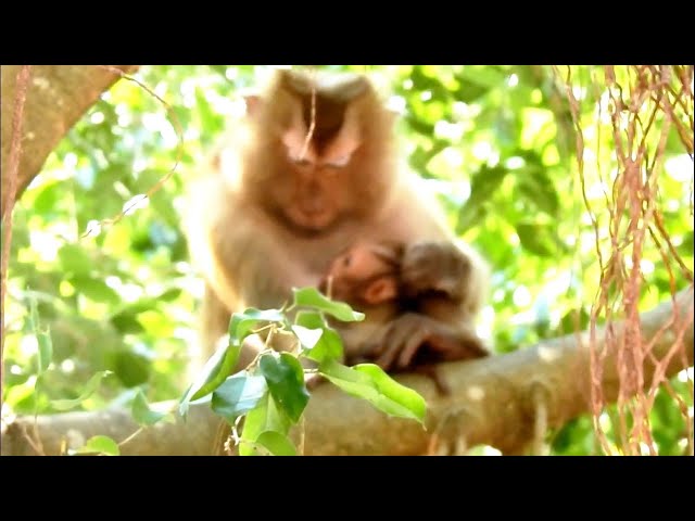 Pitiful paralyzed baby, because he was born with mother is too old age