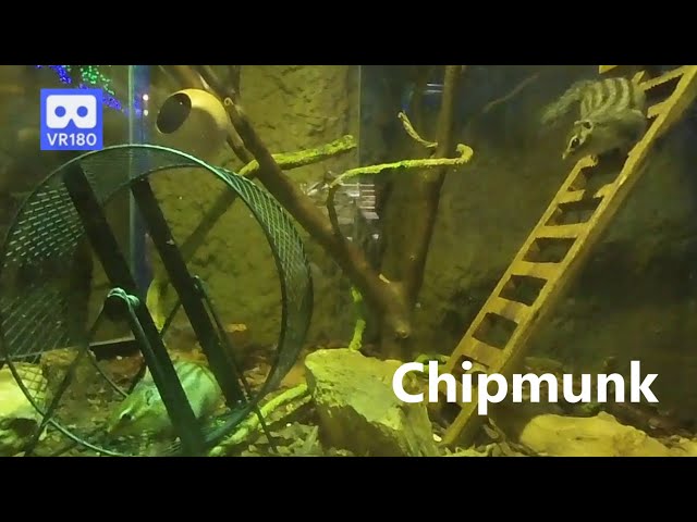 3D 180VR 4K Lovely Chipmunk ^^ Look at the Chipmunk's House