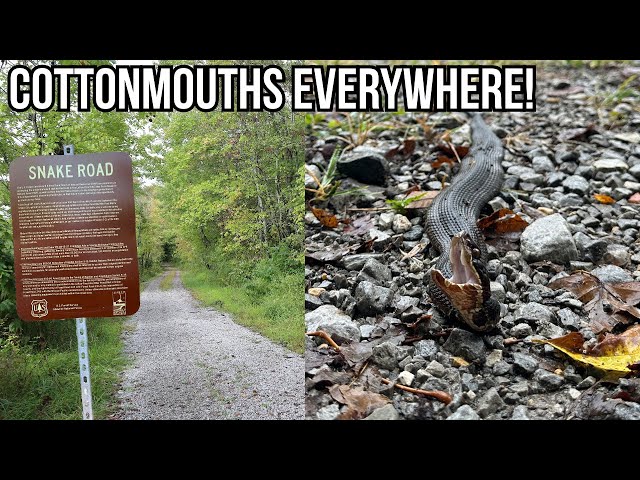 A Walk on THE Snake Road! Cottonmouth Migration in Southern Illinois