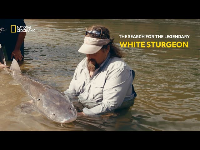 Fishing for Giants in Untamed Waters | Legendary Catch | हिंदी | Full Episode | S1-E1 | Nat Geo Wild