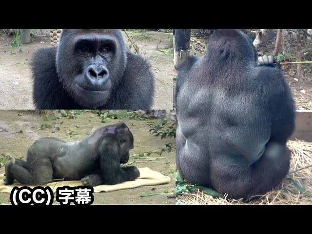 Gentaro, soon to be 13 y/o, has strong muscles in his back, but he is cute. Gorilla | MomotaroFamily