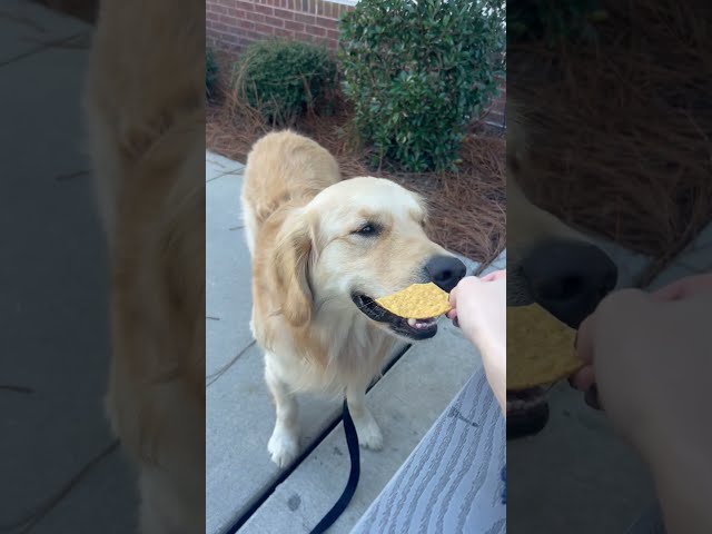 Dog Refuses to Eat Nacho Without Cheese Dip - 1537667-2