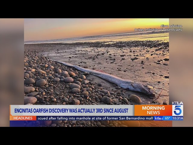 Another rare ‘doomsday fish’ discovered off Southern California coast for the third time this year