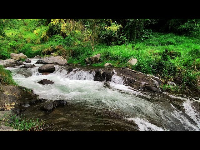 Relaxing River Sound, Birds Chirping, Morning Nature Sounds in the Mountains, ASMR Water Sounds