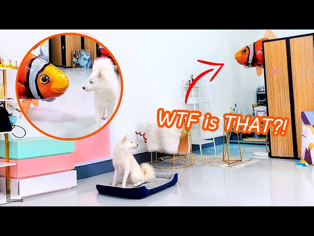 FLYING FISH TOY ATTACKS DOG!! Her Reaction is...