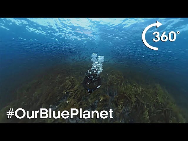 360° Norwegian Kelp Forest Soundscape #OurBluePlanet | BBC Earth