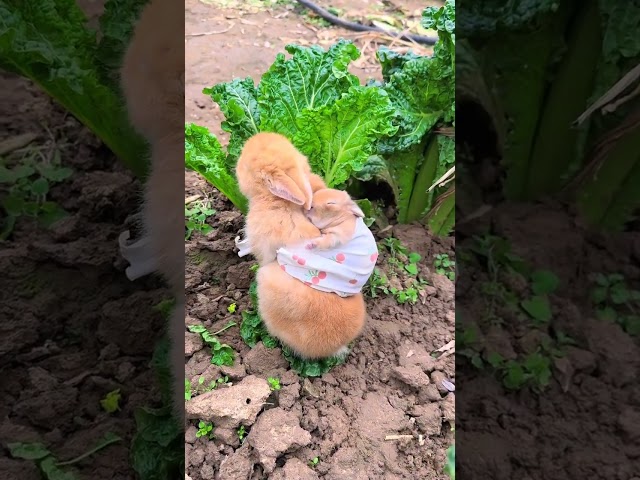 Brother Rabbit eats cabbage while carrying his brother on his back Cute pet debut plan Rabbit Cu