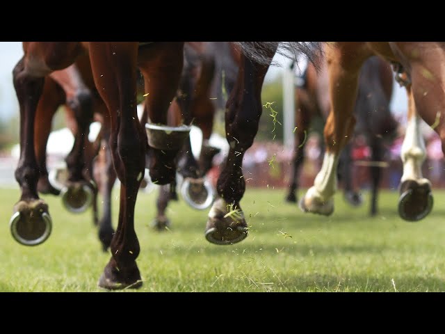 Racing Dreams tipping competition enters its final week