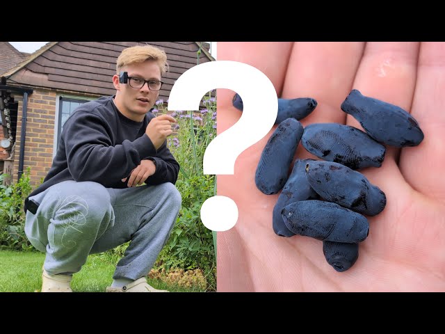 This Super-Berry You've Never Heard Of Is Even Healthier Than Blueberries | GROW YOUR GUT EP5