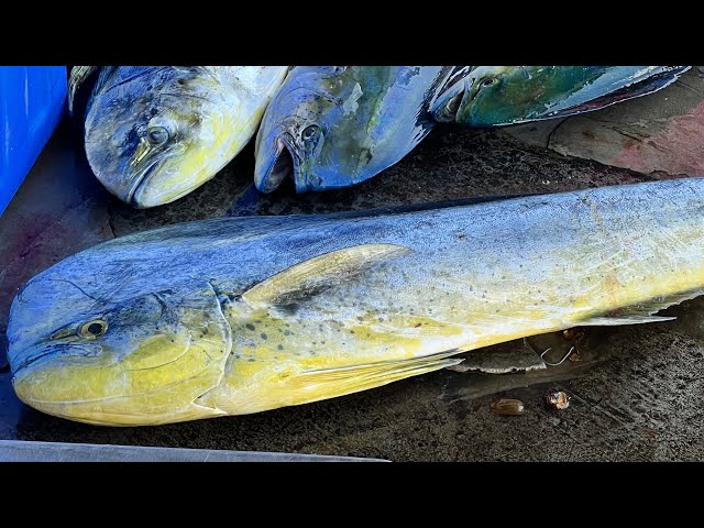 Whole Mahi Mahi Fish Cutting Skill Giant Mahi Mahi Fish Taiwan Seafood 4K HDR Fried Mahi Mahi finger