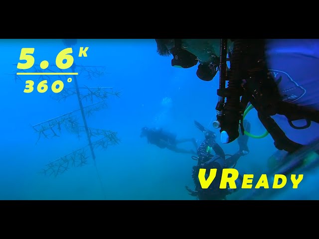 360 VR - Scuba Diving around Puerto Rico