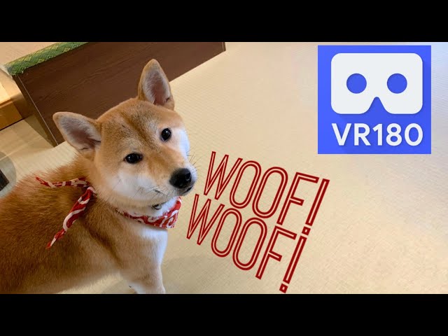 Dog Cafe in VR180 Vuze XR 3D (Mame Shiba Cafe in Harajuku, Tokyo, Japan)