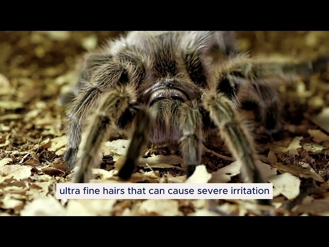 "The Secret Weapon of Tarantulas: Defensive Bristle Hairs"