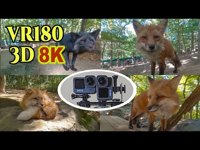 [8K VR180 3D ] 小動物3D近接撮影：蔵王キツネ村　Small Animal 3D close-up shot in ZAO Fox Village in Miyagi,JAPAN