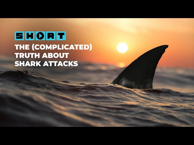 Should You Worry About Sharks on Your Beach Vacation?