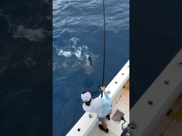 Very easy to fish for tuna #hook_fishing #mancing #fishing #shortvideo #shorts #trending #fyp