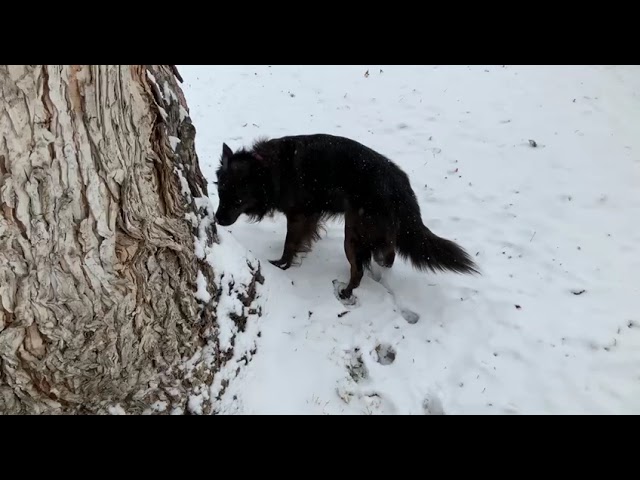 Trico's first snow!