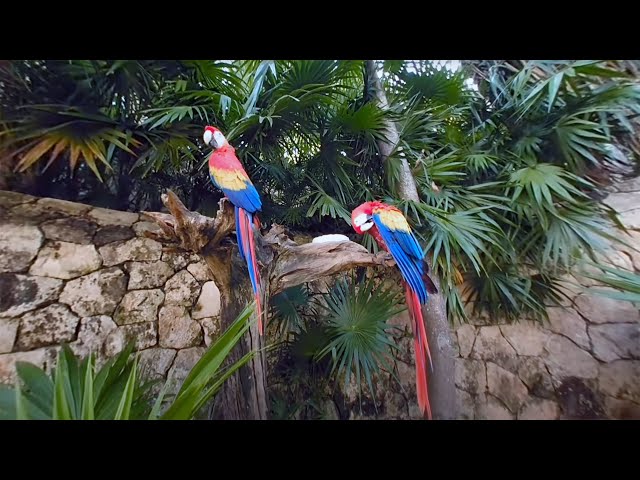 Guacamayas rojas  | Xcaret VR  #75