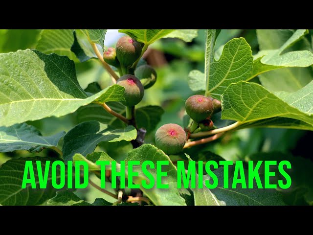 Growing Fig Trees: Avoid These 11 Season-Ending Mistakes